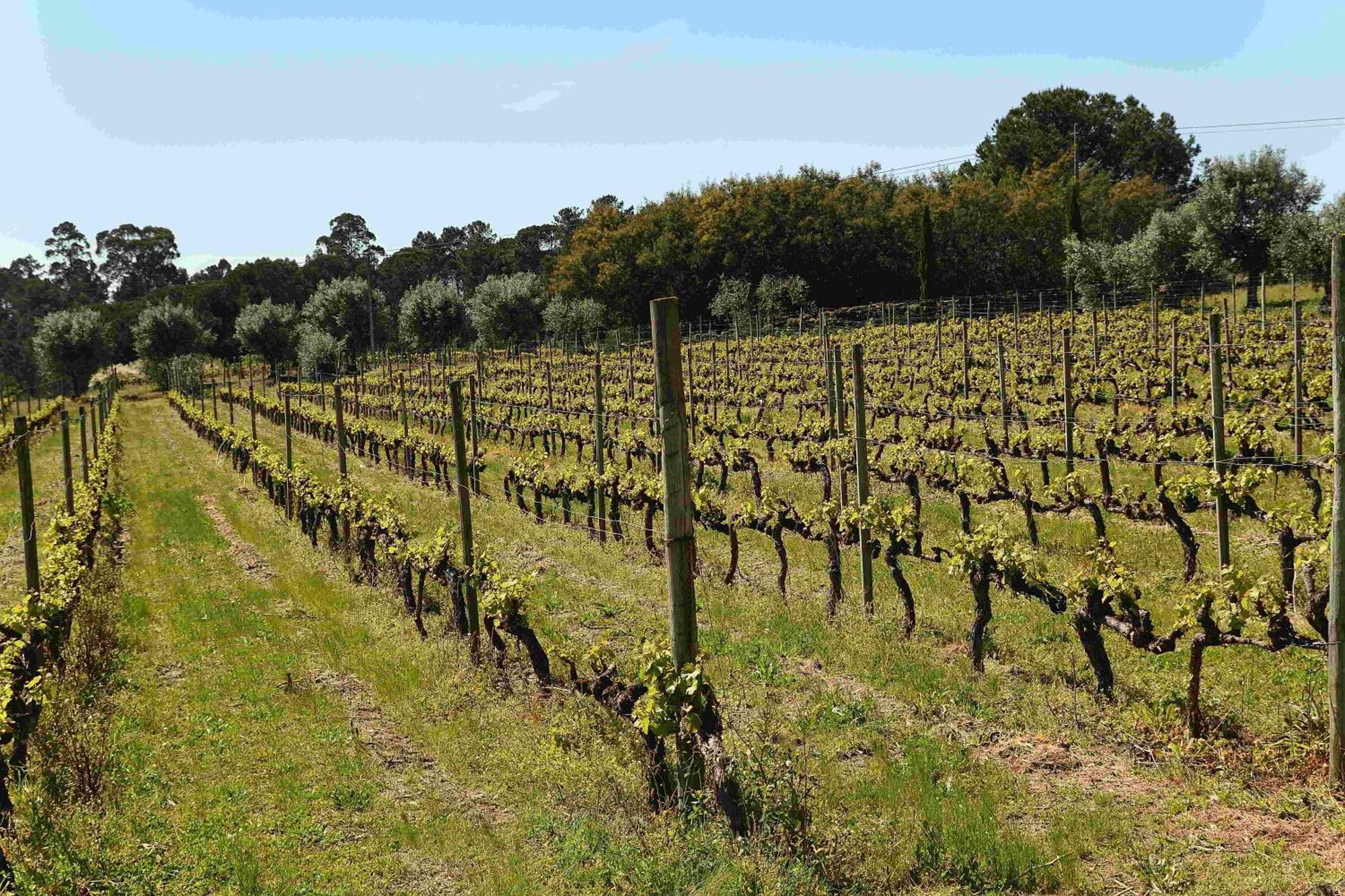 Quinta Da Fata Villa Nelas Luaran gambar