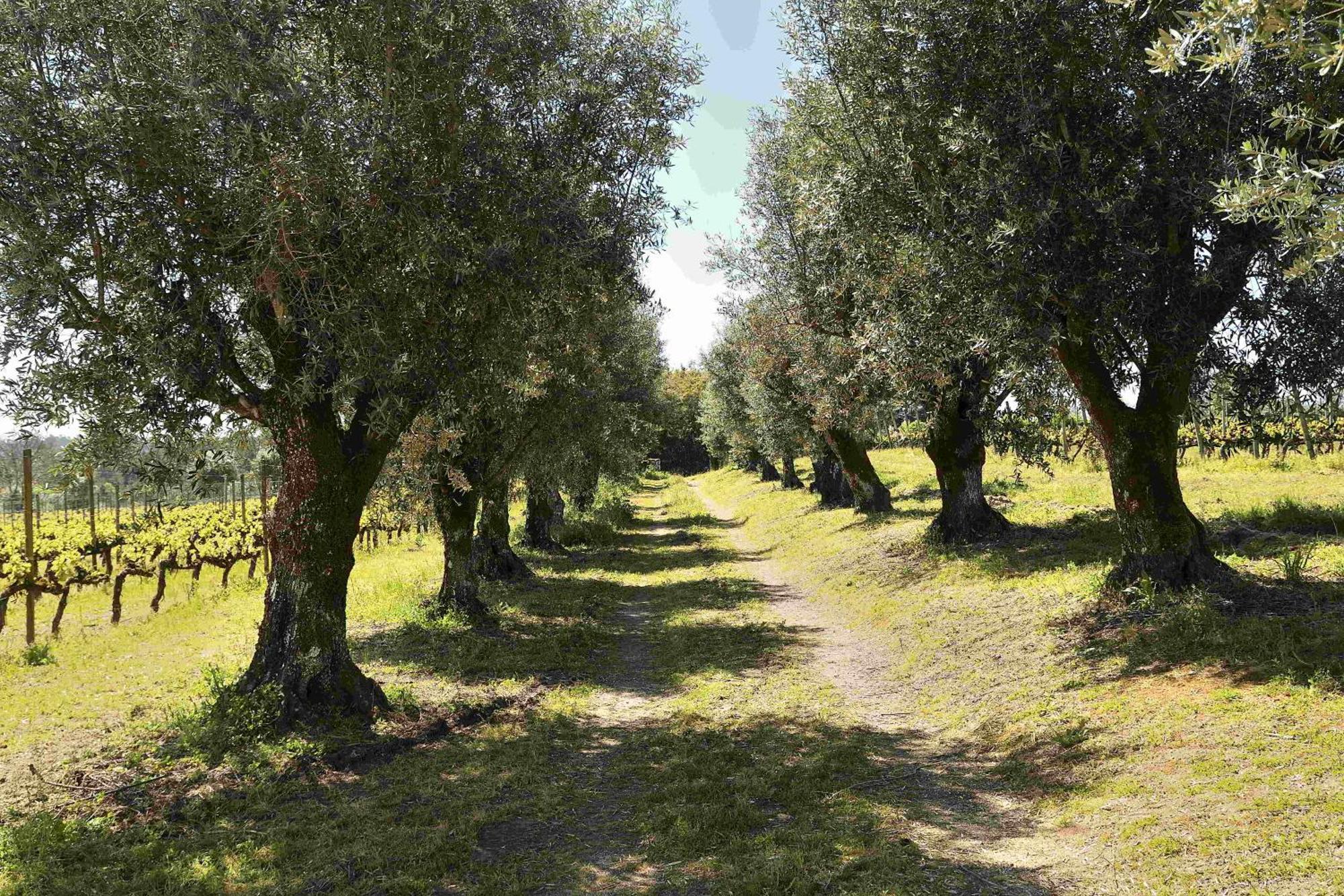Quinta Da Fata Villa Nelas Luaran gambar